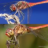 Sympetrum vulgatum/S. meridionale M