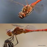 Sympetrum vulgatum/S. meridionale M
