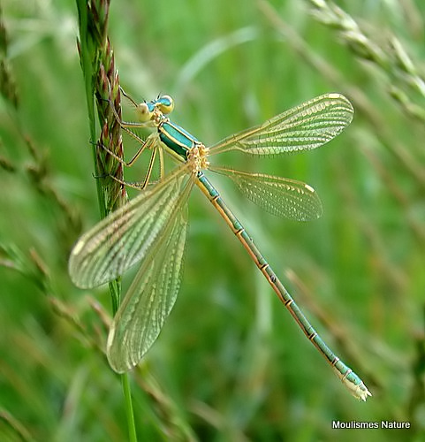 Southern Emerald (Lestes barbarus) F-ten