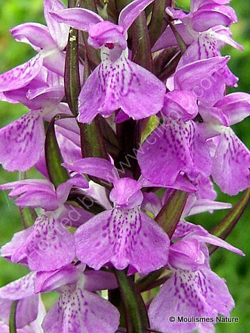 Southern Marsh Orchid (D. praetermissa ssp. praetermissa)