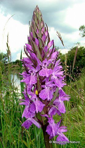 Southern Marsh Orchid (D. praetermissa ssp. praetermissa), Orchis neglige