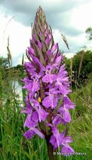 Southern Marsh Orchid (D. praetermissa ssp. praetermissa), Orchis neglige