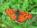 Spotted Fritillary (Melitaea didyma) M