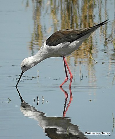 Black-winged Stilt (Himantopus himantopus) F