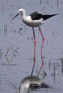 Black-winged Stilt (Himantopus himantopus) M