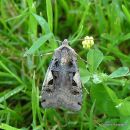 Setaceous Hebrew Character (Xestia c-nigrum)