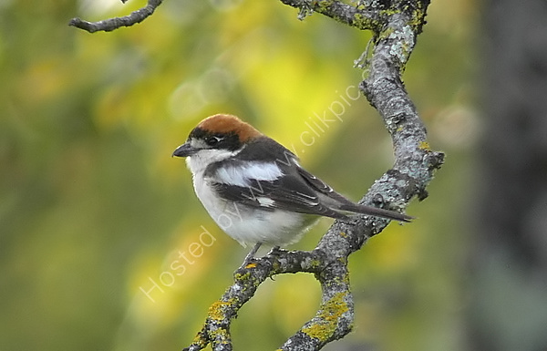 Woodchat Shrike (Lanius senator) M