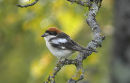 Woodchat Shrike (Lanius senator) M