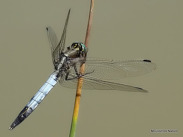 White-tailed Skimmer (Orthetrum albistylum) M