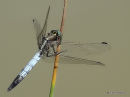 White-tailed Skimmer (Orthetrum albistylum) M