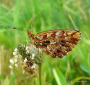 Weaver's Fritillary (Clossinia dia)