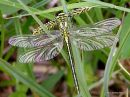 Western Clubtail (Gomphus pulchellus) F-ten