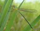 Willow Emerald (Lestes viridis) F