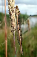 Winter Damselfly (Sympecma fusca) F