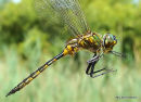 Yellow-spotted Emerald (Somatochlora flavomaculata) M