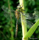 Yellow-spotted Emerald (Somatochlora flavomaculata) M