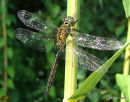 Yellow-spotted Emerald (Somatochlora flavomaculata) M, Cordulie a taches jaunes