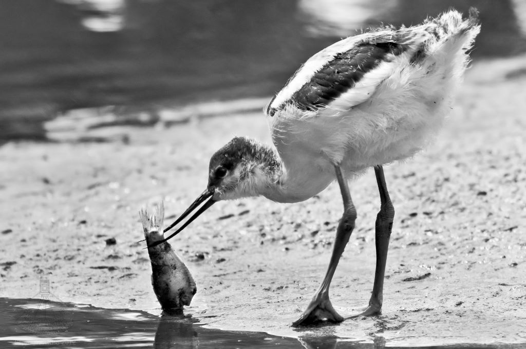 Young Avocet with Fish