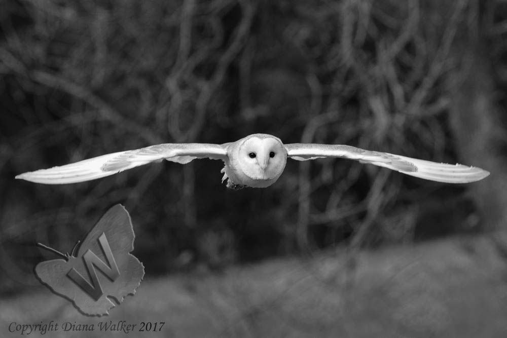 Flying Barn Owl