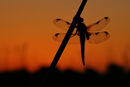 2nd Dragonfly at Dawn Nineham