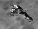 2nd Puffin Walker