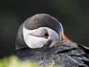 3rd Puffin Walker