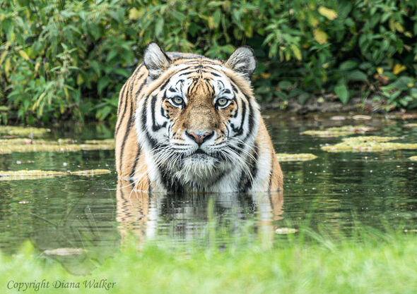 Amur Tiger at Longleat