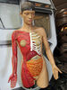 Anatomy Janice Cuer