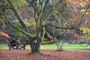 Autumn Web
