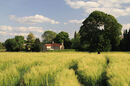 Barley Field Tony Nineham