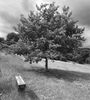 Bench and Tree jane R