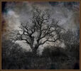 Bewitched Graham Nicholls (1)