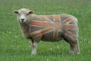 Bill british Lamb edited-1