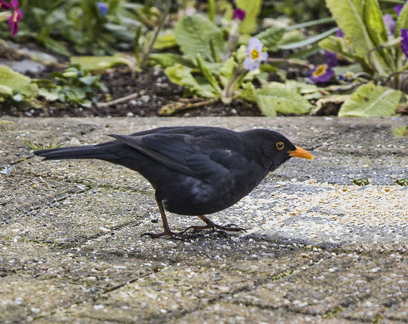Birds Male blackbird Jill Toman