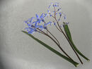 Blue Plant Jane R