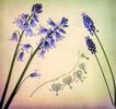 Blue and White Graham Nicholls