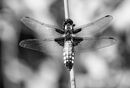 Broad bodied Chaser Diana Walker (4)