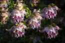 CHRISTMAS ROSE X 5 GEOFF NOAD (1)