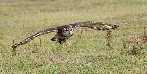 C Owl in Flight Nicholls