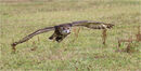 C Owl in Flight Nicholls