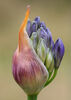 C The Bloom Within Bailey