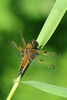 Colour HC NinehamFour Spotted Chaser