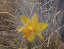 Daffodil In The Grass Tony Nineham