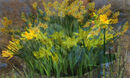 Daffodils Janice Cuer