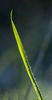 Dew Drops Blade of Grass Geoff Noad