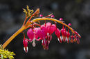 Dewdrops Beauty in Red Geoff Noad