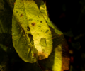 Dewdrops Dewrops Keep falling Pamela B Lockhart