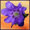 Dewdrops Hepatica Graham Nicholls