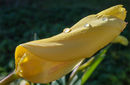 Dewdrops MARCH MORNING Suzanne Ladd