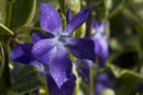 Dewdrops Periwinkle Tony Nineham